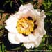 Rockii Peony: YU PAN CHENG JIN